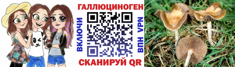 Галлюциногенные грибы Psilocybine cubensis  Воркута 